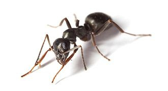 Close-up image of a black ant with brown-tipped legs and antennae, isolated on a white background.