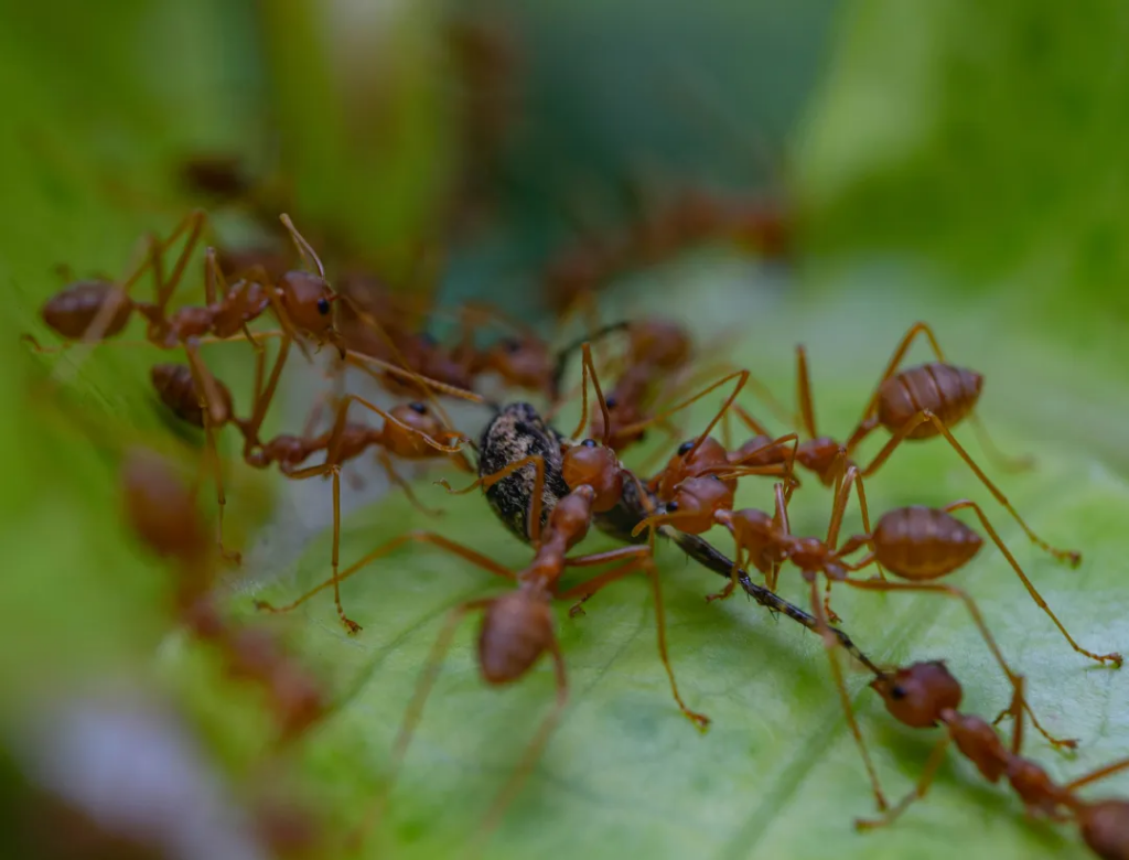 Group of reddish-brown ants swarming and attacking a black insect on a green leaf.