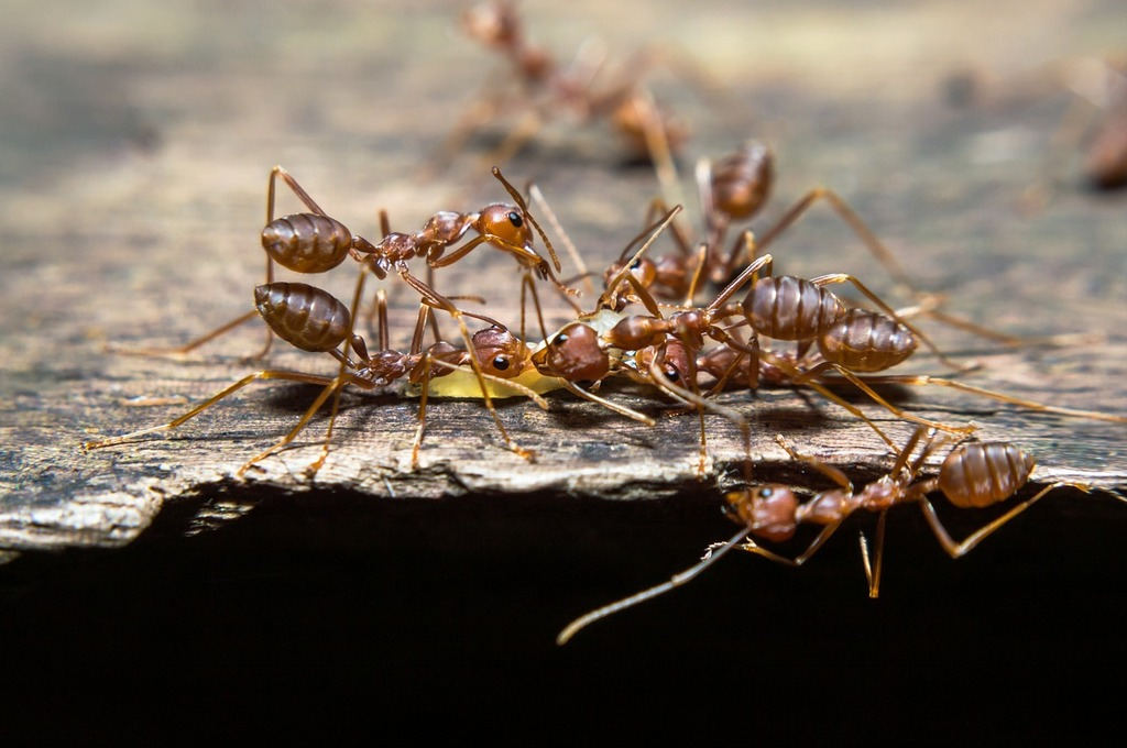 Cluster of reddish-brown ants on a piece of wood, working together to carry food.