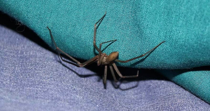 Brown recluse spider crawling on a teal and purple fabric surface.