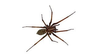 Brown spider with long legs and a patterned abdomen on a white background.