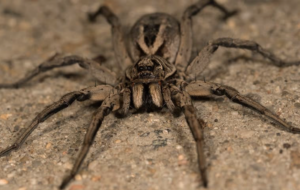 Large brown spider with thick legs and dark markings, resting on a textured surface.