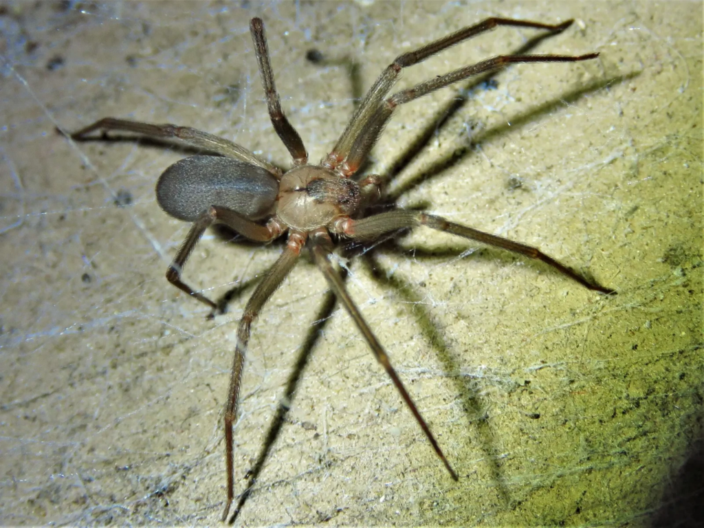 Brown recluse spider with long legs and a violin-shaped marking on its back, on a dusty web-covered surface.