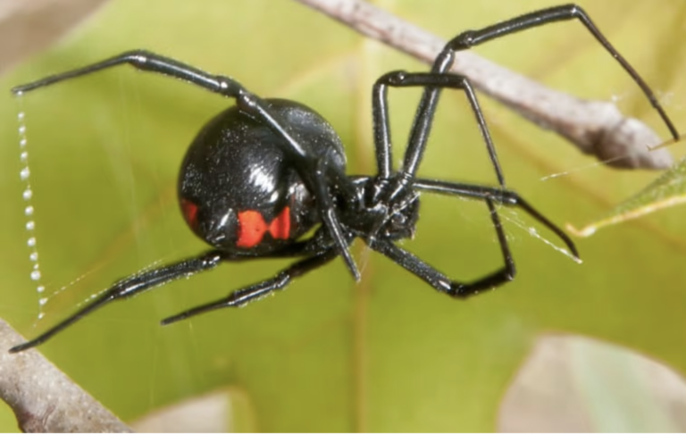 A black widow spider with a shiny black body and distinctive red hourglass marking on its abdomen, hanging on a web between tree branches.