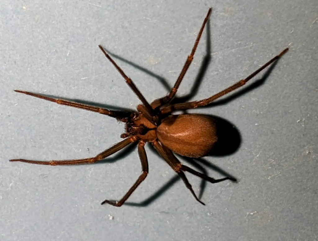 A brown recluse spider with a violin-shaped marking on its back, resting on a flat gray surface.