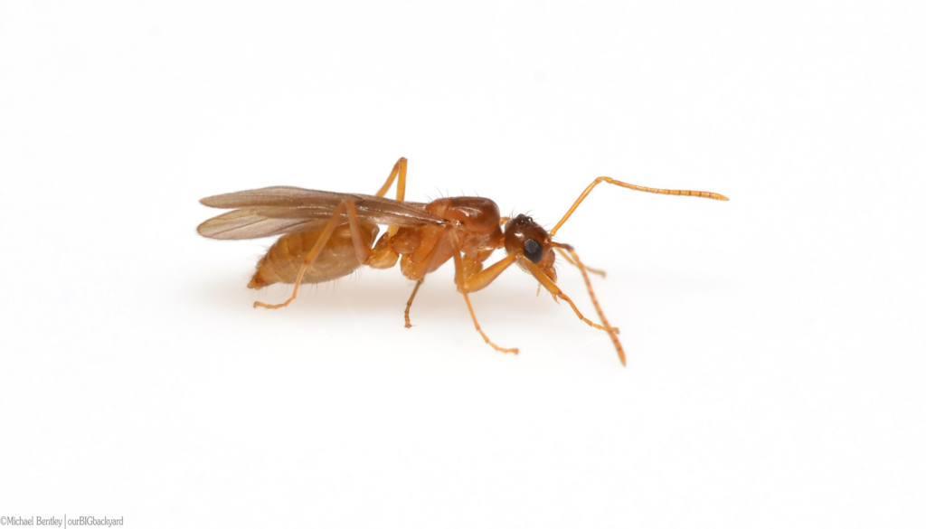 Close-up image of a winged reddish-brown ant with long antennae on a white background.