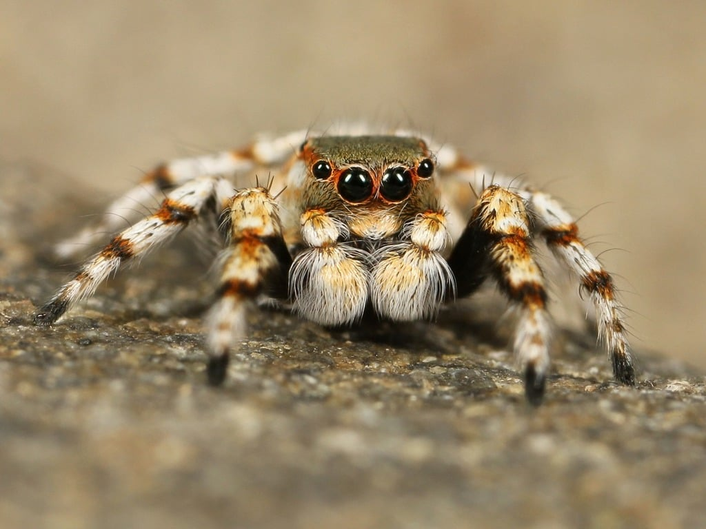 Close-up of a jumping spider with prominent eyes and hairy legs on a textured surface.