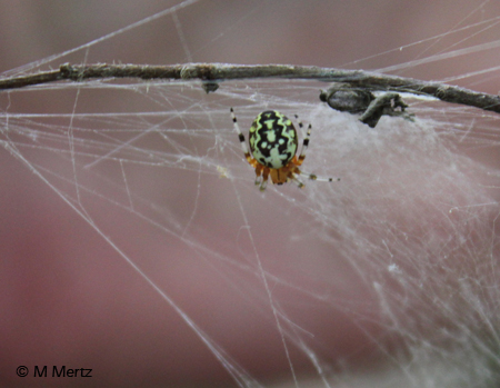 Green and black spotted orb-weaver spider on its web between thin branches.