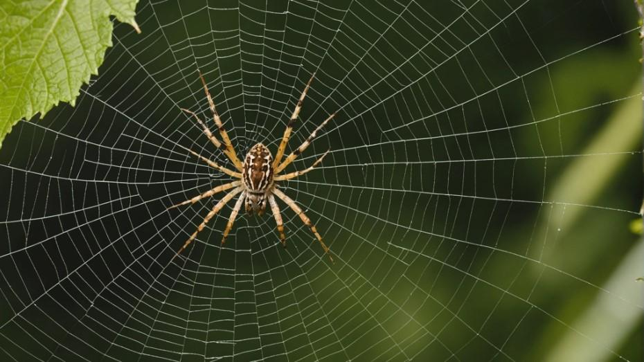 Orb-weaver spider centered in a symmetrical web against a green leafy background.