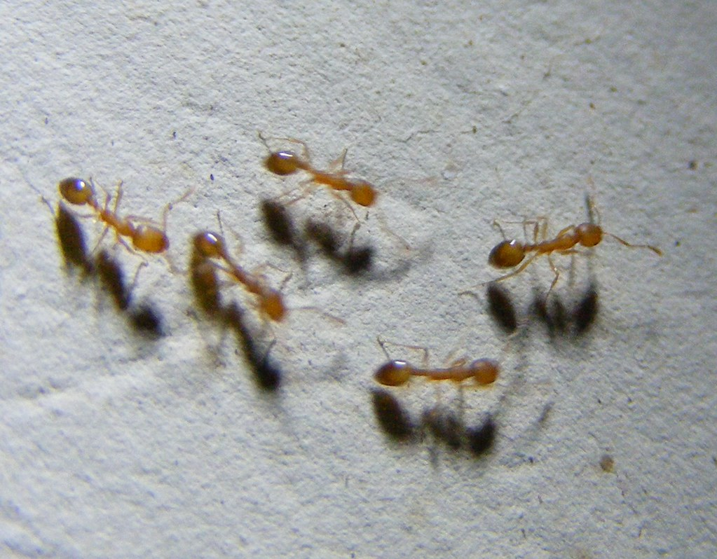 Close-up of several tiny reddish-brown ants walking on a textured surface, casting distinct shadows underneath them.