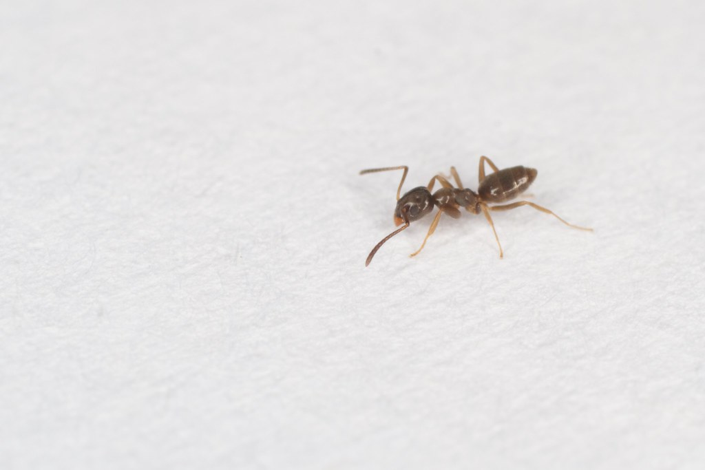 Close-up image of a single small brown ant walking on a white textured surface.