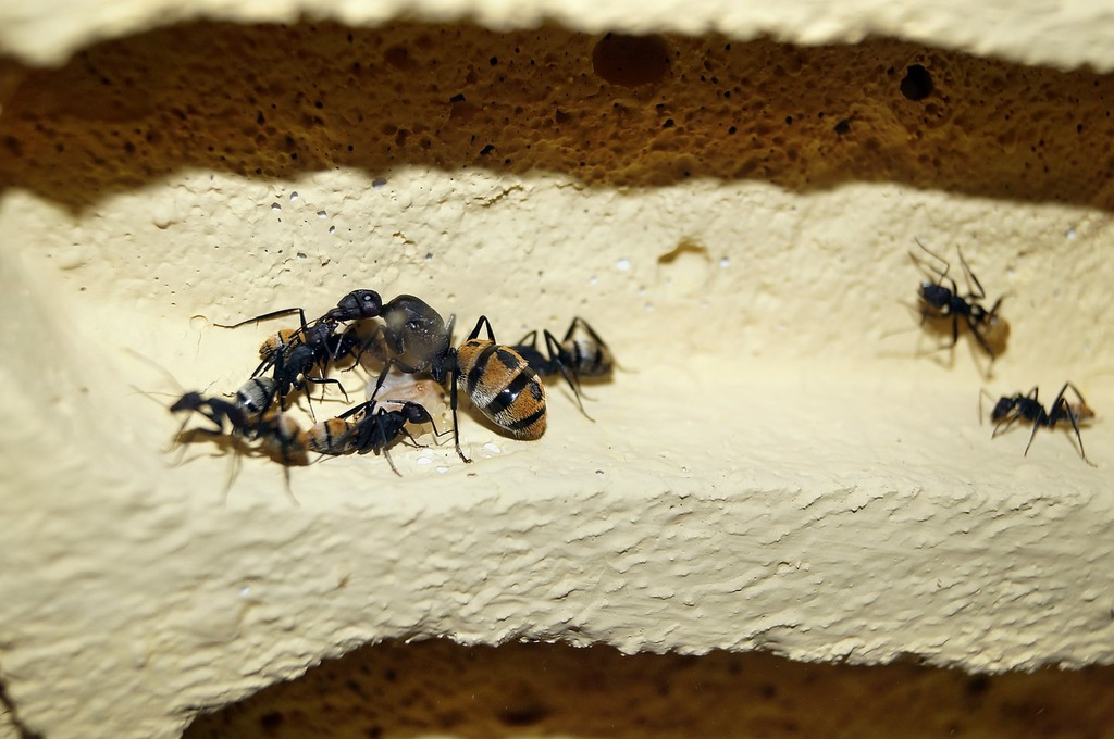 Group of large black and yellow ants congregating in a crevice of a yellow, textured surface, with a few ants exploring nearby.