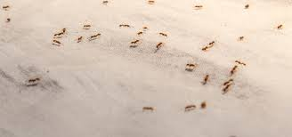 A trail of small reddish-brown ants crawling across a light-colored surface, possibly indoors.