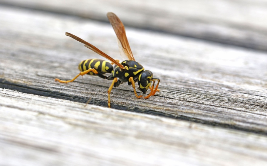Best Wasp Exterminators in Dallas, TX