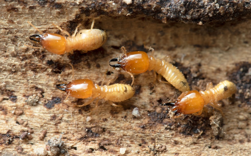 Termite Control Experts in Charleston, SC