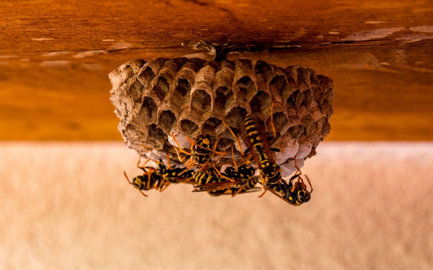 Are Wasps Dangerous?
