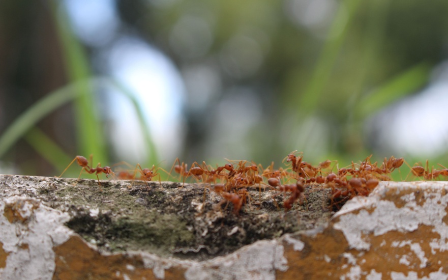What Should I Do If I Have Fire Ants in My Yard?
