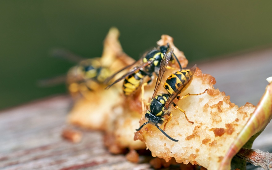 Wasp Control Experts in Charleston, SC
