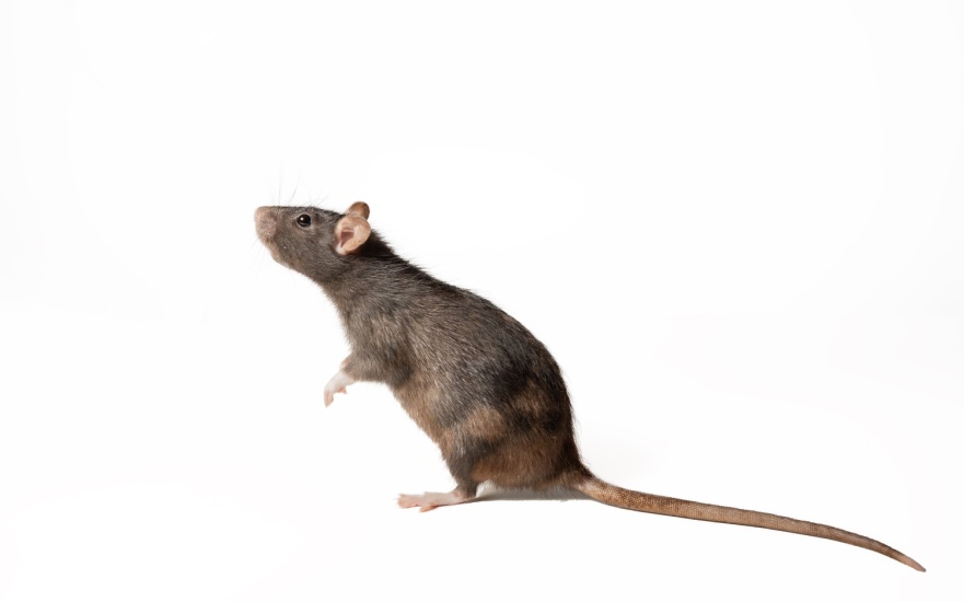 Rodent Control Tips for Charleston, SC Homeowners