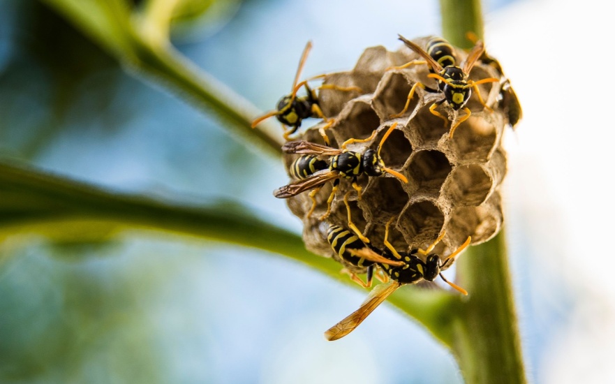Why Do I Have So Many Wasps in My Yard?
