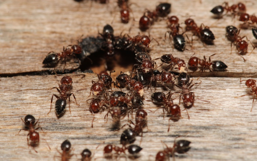 What Type of Ants Do Homeowners Face in Charleston?