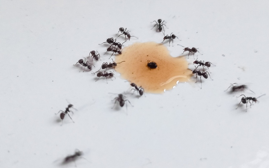 Should I Be Worried If I See a Trail of Ants in My Kitchen?