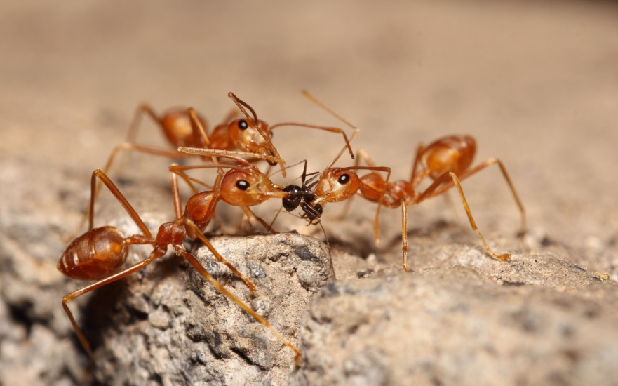 Best Fire Ant Control in Dallas, TX