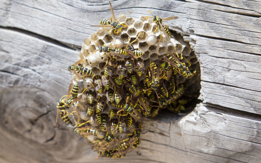 Protect Your Charleston, SC Home from a Wasp Infestation