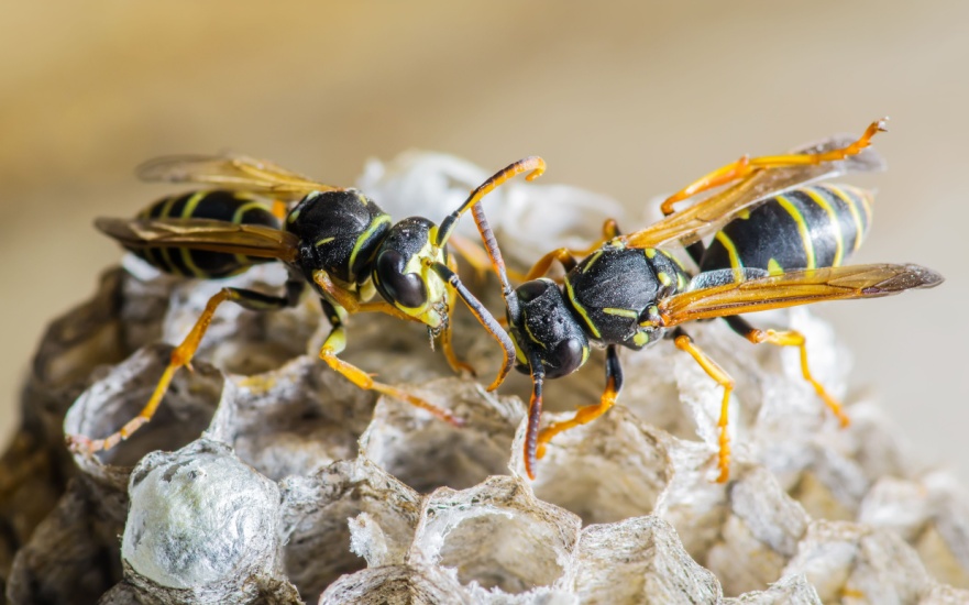 Are Wasps a Common Problem in Dallas, TX?