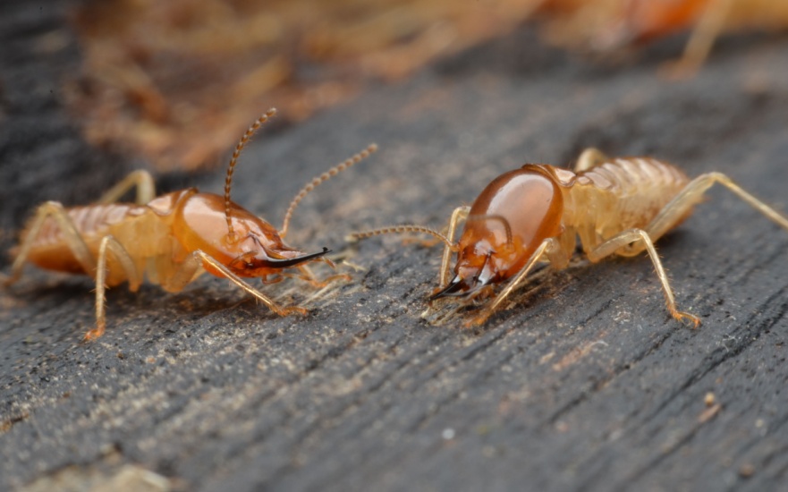 How Do I Know If My Home Has a Termite Infestation?