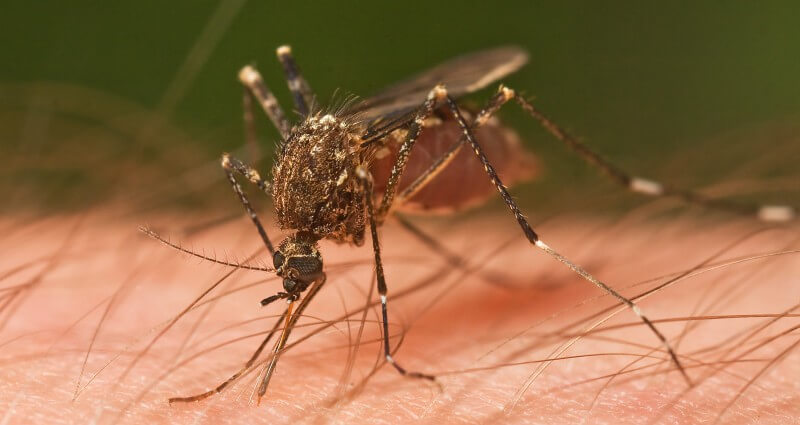 Culex mosquito feeding on human skin, with fine detail of body hairs and long legs, commonly found in Dallas.