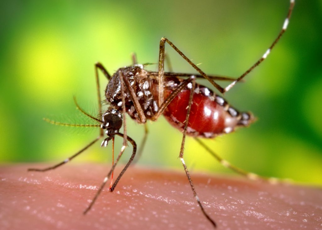 Close-up of an Aedes mosquito with a red, engorged abdomen feeding on human skin, showing distinct white markings on its legs and body against a blurred green background.