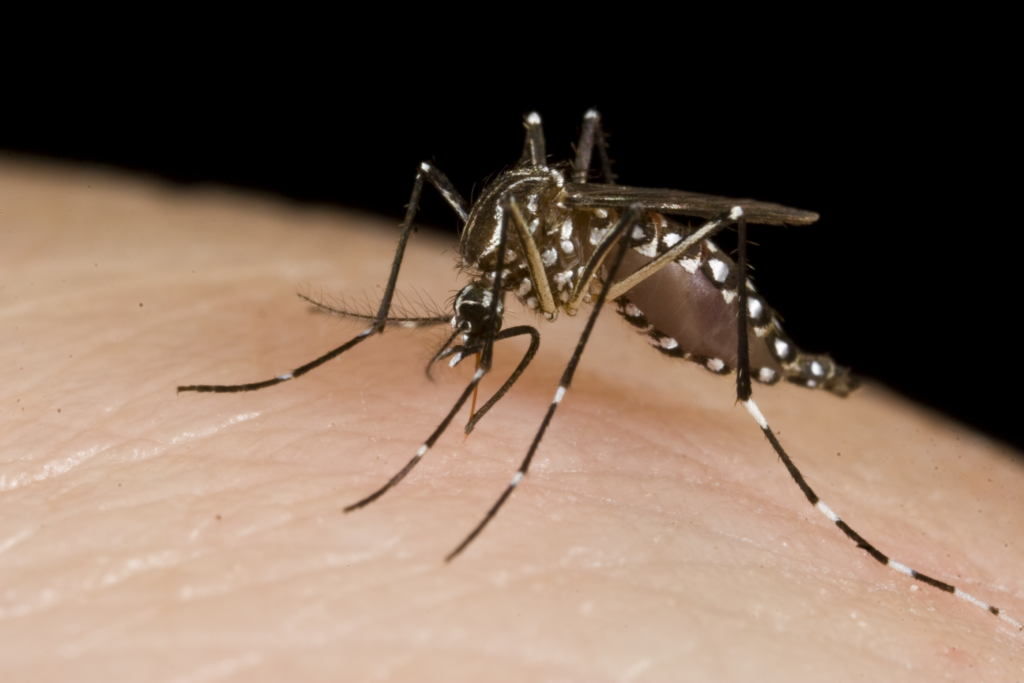 Close-up of an Aedes mosquito feeding on human skin, showing distinctive black and white markings.