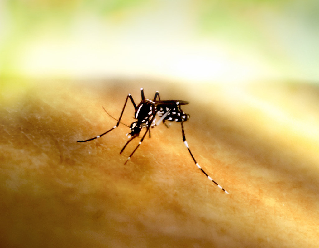 A close-up of an Aedes mosquito with black and white striped legs and body feeding on human skin, with a bright, blurred yellow and green background.