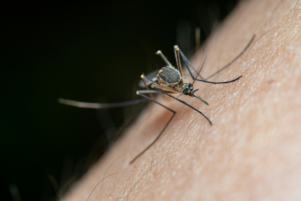 mosquitoes