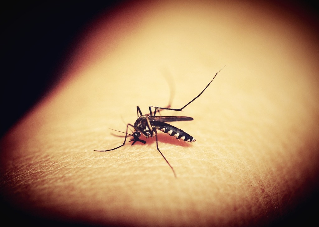A close-up of a mosquito with white-striped legs feeding on human skin, with a soft-focus, sepia-toned background.