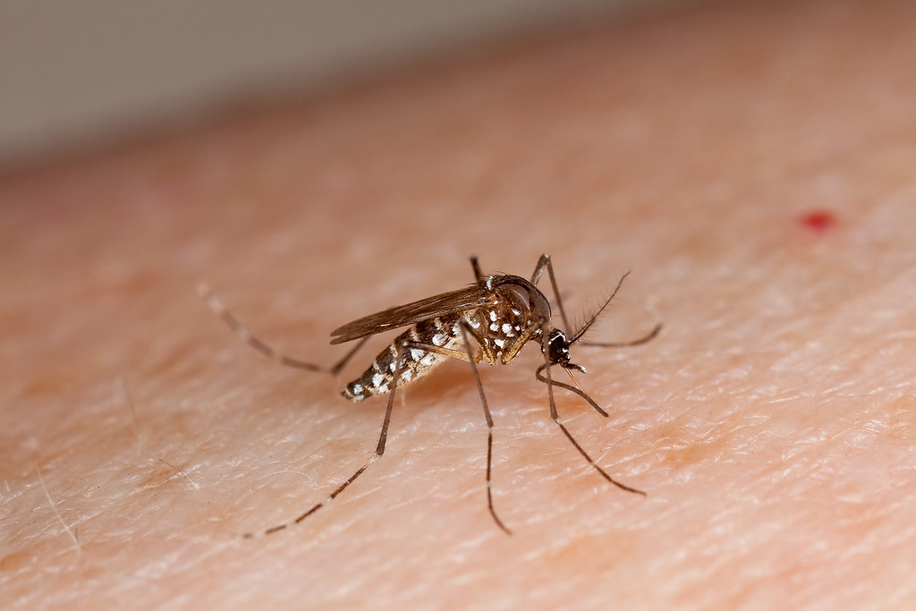 Close-up of a mosquito with white spots on its legs and body, feeding on human skin with a small red mark nearby.