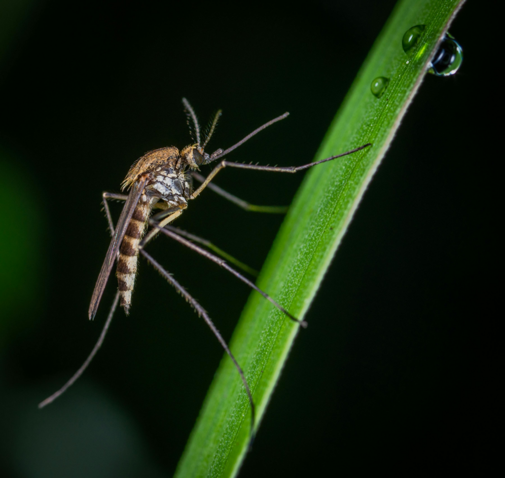 Close-up of a mosquito with striped legs and a brown body perched on a green blade of grass, with water droplets nearby.