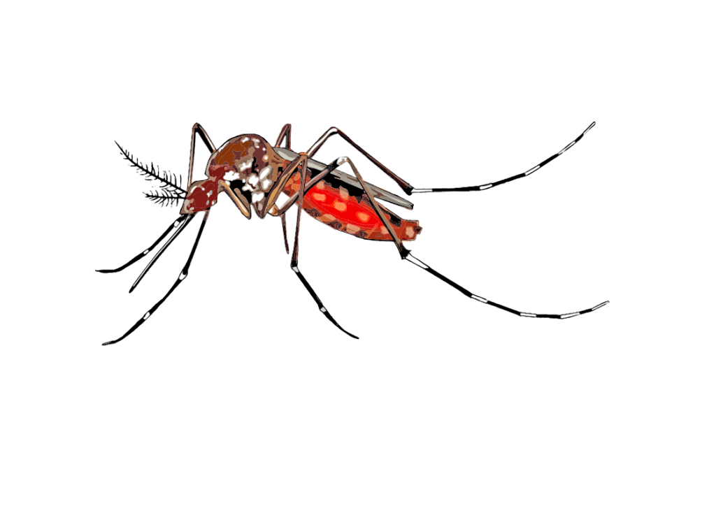 Illustration of a mosquito with a red, swollen abdomen and white spots on its body and legs, set against a transparent background.