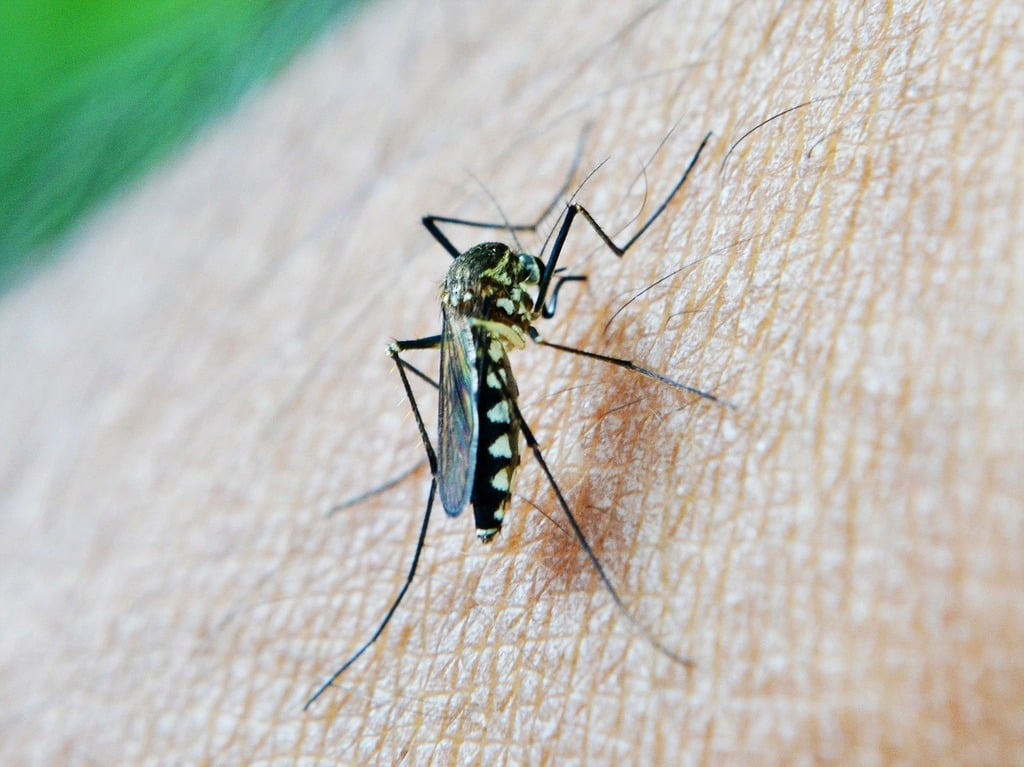 Close-up of a mosquito biting human skin, showing black and white striped legs and abdomen, likely an Aedes species known for spreading diseases like Zika and dengue.