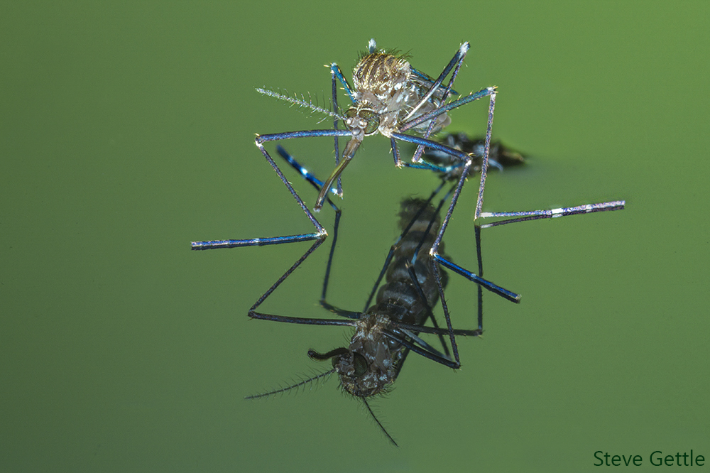 A close-up of a mosquito standing on still water, with its reflection clearly visible below. The image is detailed, showing the mosquito’s long legs, fine hairs, and delicate wings against a green background.