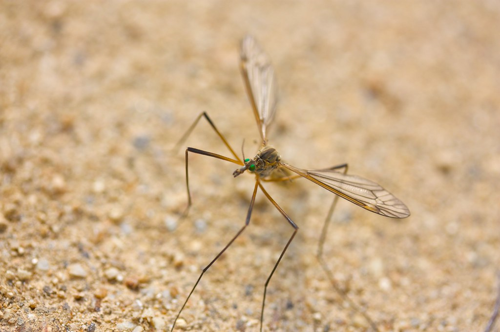 A close-up image of a crane fly resting on a sandy surface. The insect has long, delicate legs and transparent wings with visible veins. Its body is slender with a greenish hue near the head.