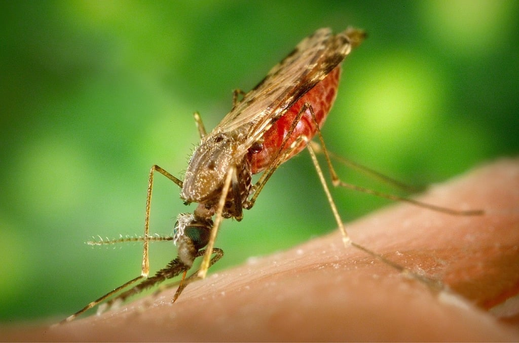 Close-up of a mosquito feeding on human skin. Its body is angled with a visibly engorged red abdomen full of blood, set against a blurred green background.