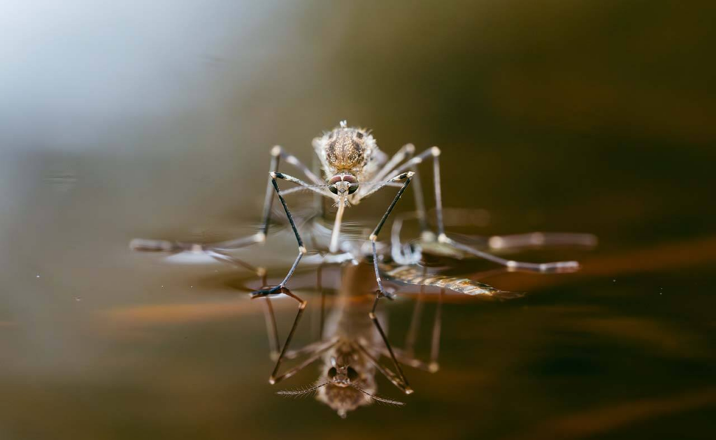 Macro shot of a mosquito resting on the surface of still water, with a sharp reflection visible below its legs and body.