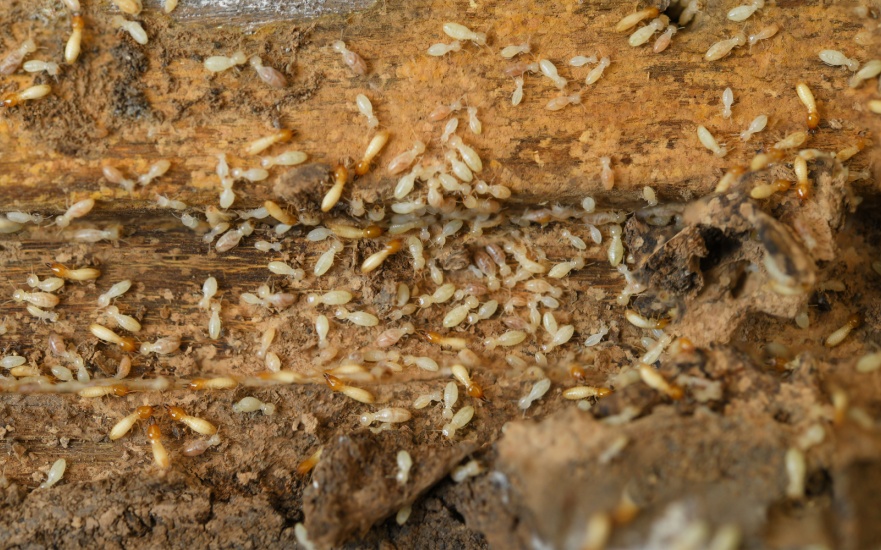 Protect Your Dallas, TX Property from Termites
