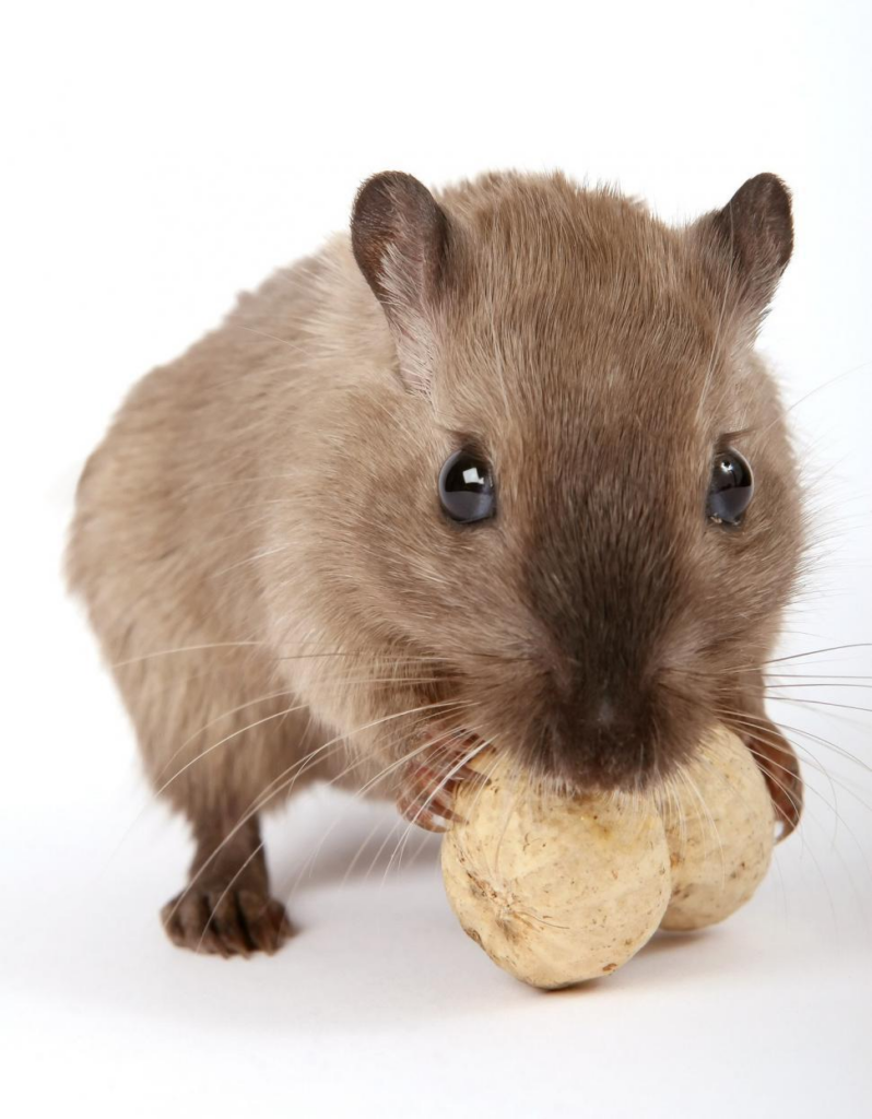 A brown gerbil holding two round beige objects in its front paws while standing on a white surface, looking directly at the camera.