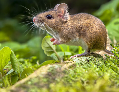 A brown field mouse standing alert on a moss-covered rock, surrounded by green leaves and forest vegetation.