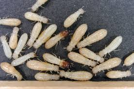 A close-up image of several light-colored termites with soft, elongated bodies and small legs crawling on a dark surface. Some termites appear slightly darker or have a brownish tint.