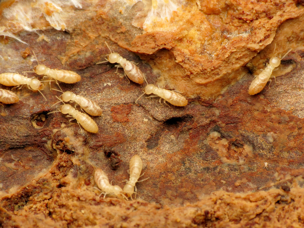 A close-up image of pale-colored subterranean termites with translucent bodies and small heads crawling through decayed, reddish-brown wood. The termites are seen burrowing and feeding within the damaged wood surface.