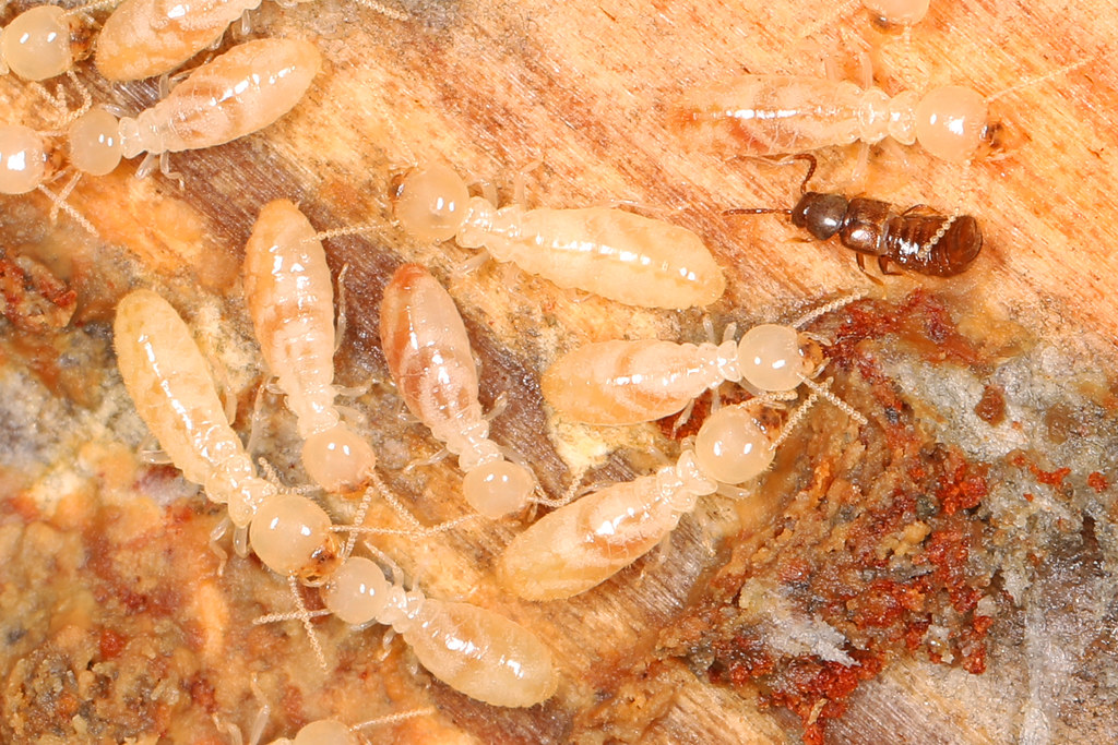 A close-up image of creamy white termites with translucent bodies and bulbous heads crawling on a piece of decaying wood. Among them is a single small, shiny dark brown beetle-like insect, distinct in color and body shape from the termites.